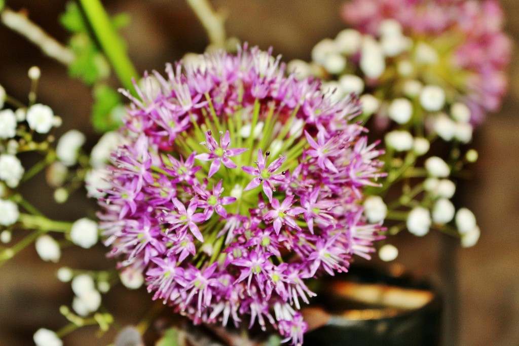 Foto: Girona tiempo de flores - Girona (Cataluña), España