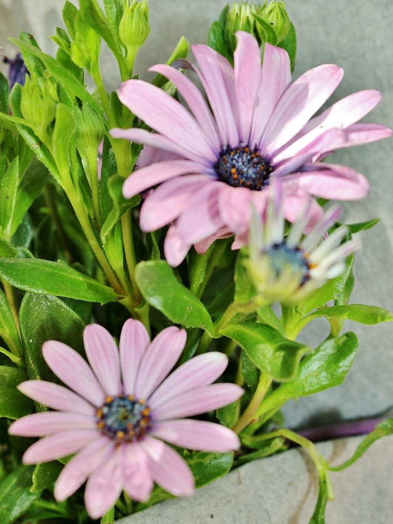 Foto: Girona tiempo de flores - Girona (Cataluña), España