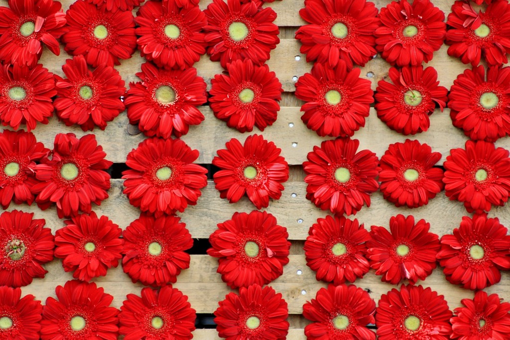 Foto: Girona tiempo de flores - Girona (Cataluña), España