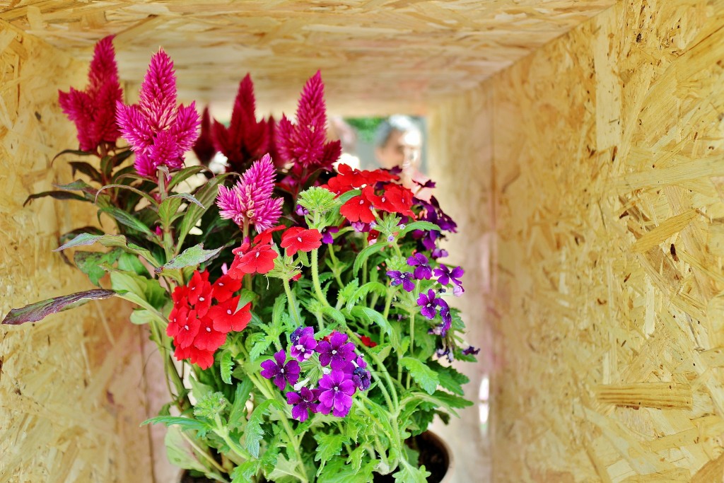 Foto: Girona tiempo de flores - Girona (Cataluña), España