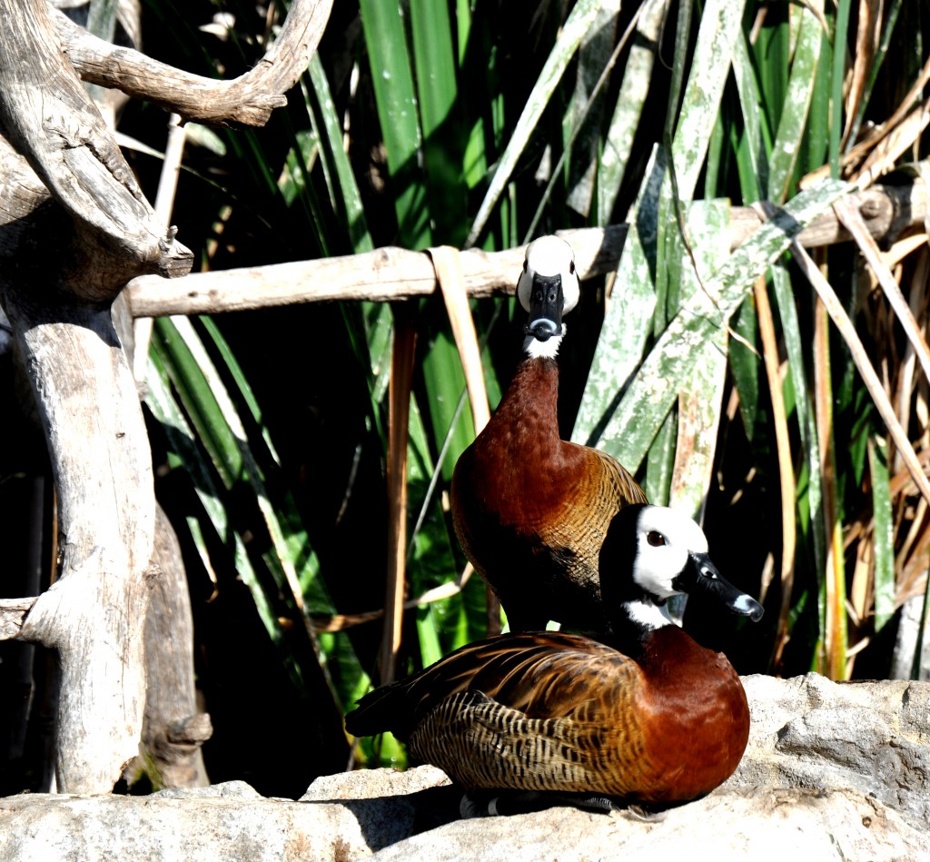 Foto: Patos - Valencia (València), España