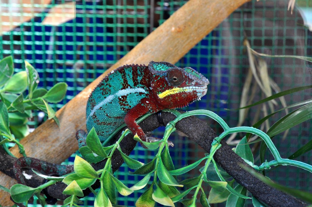 Foto: Camaleon - Valencia (València), España