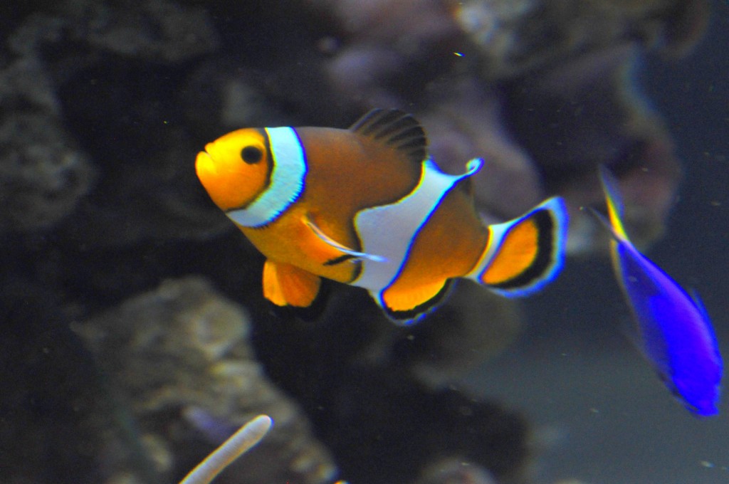 Foto de Valencia (València), España