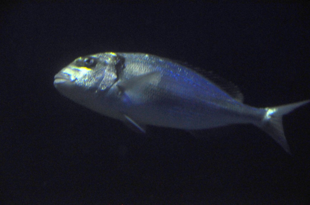 Foto de Valencia (València), España