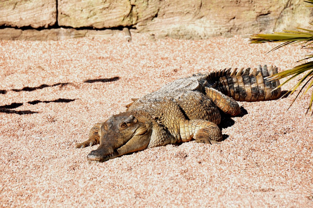 Foto: Cocodrilo - Valencia (València), España