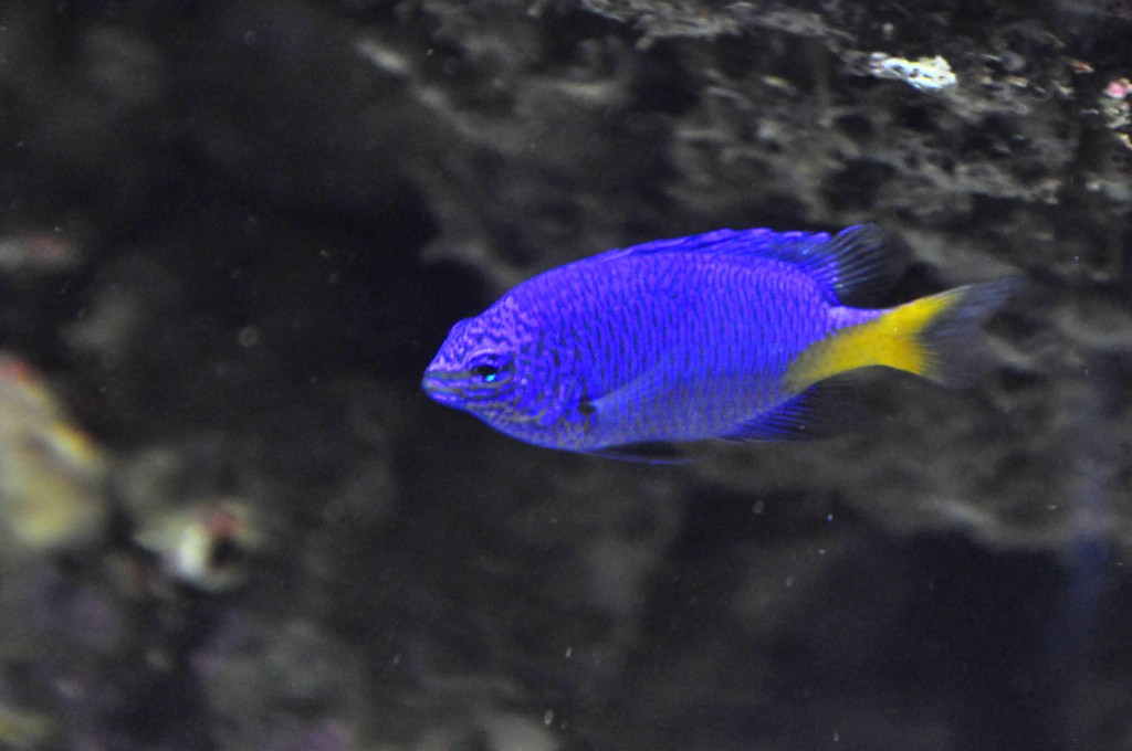 Foto de Valencia (València), España