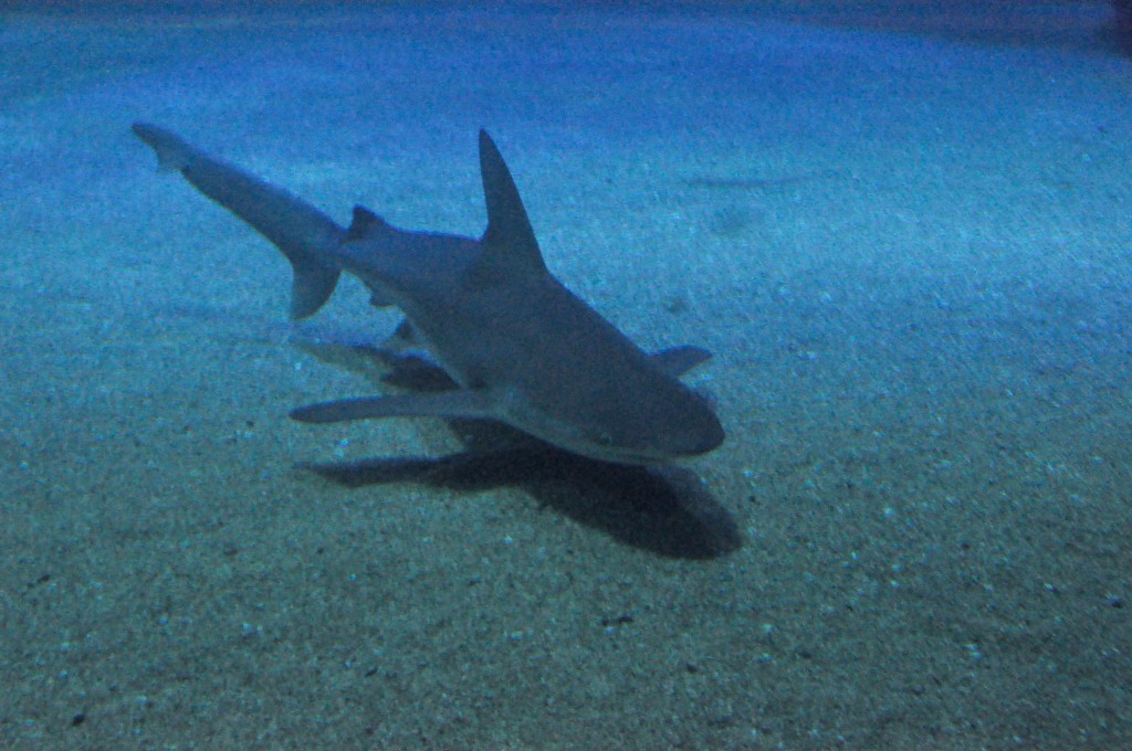 Foto de Valencia (València), España