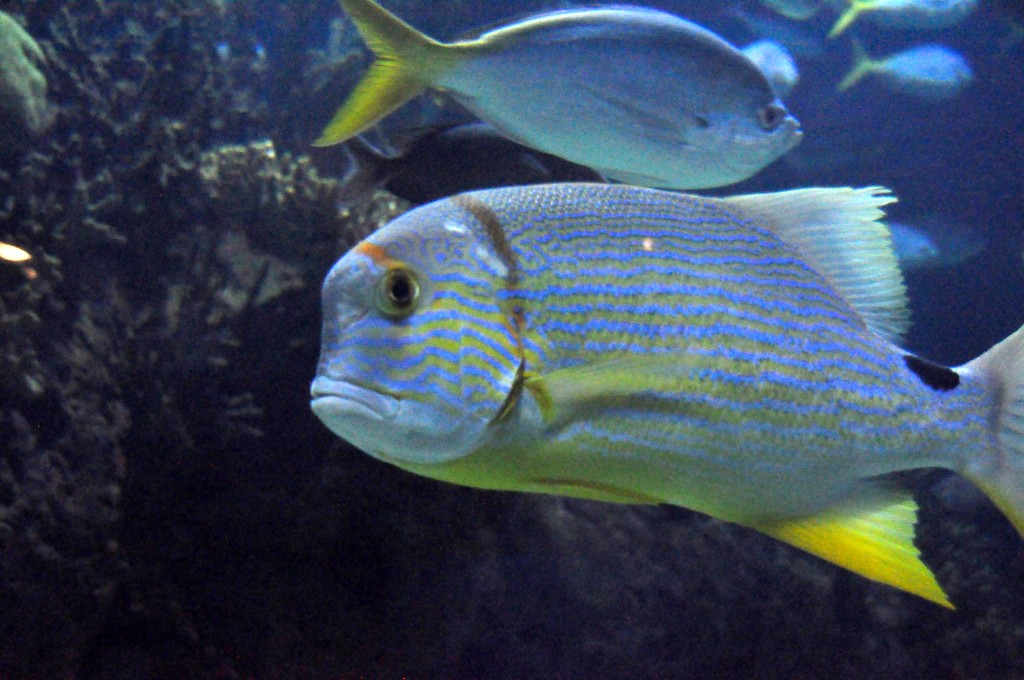 Foto de Valencia (València), España