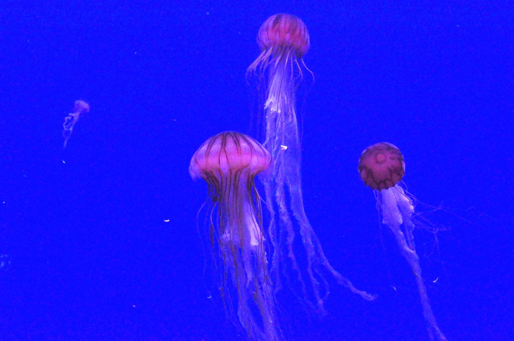 Foto de Valencia (València), España