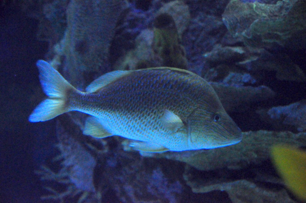 Foto de Valencia (València), España