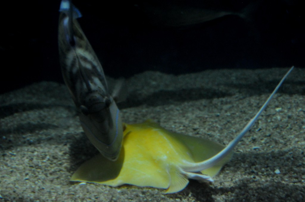 Foto de Valencia (València), España