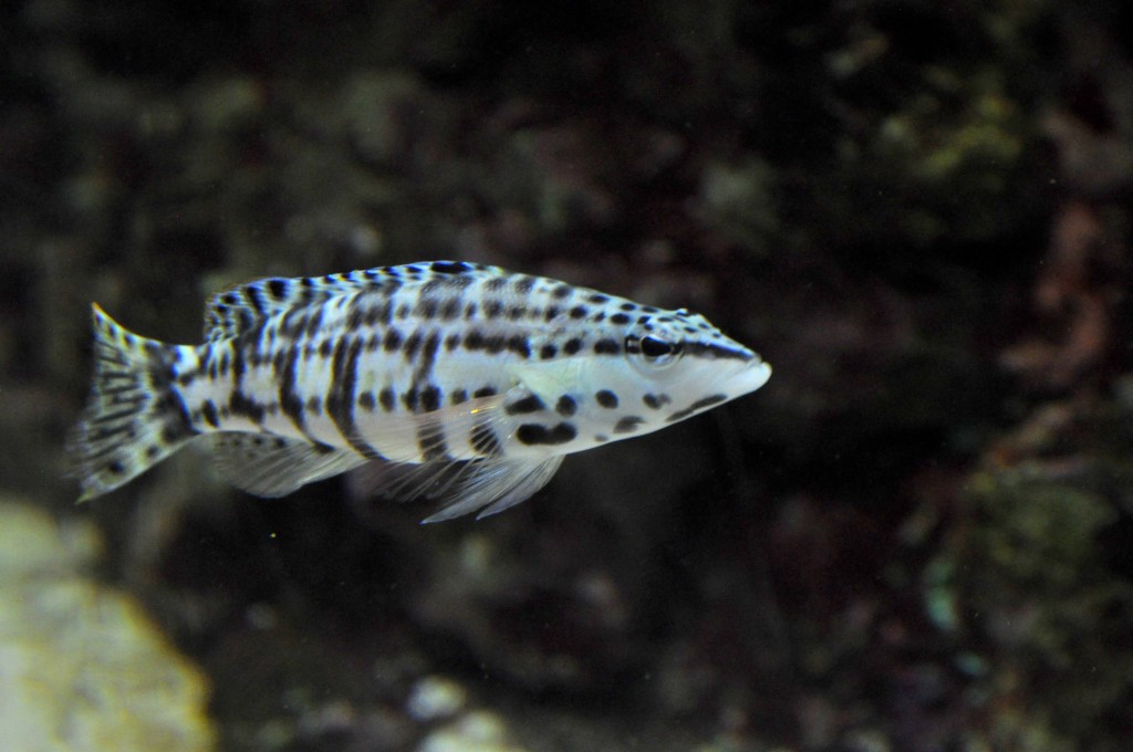 Foto de Valencia (València), España