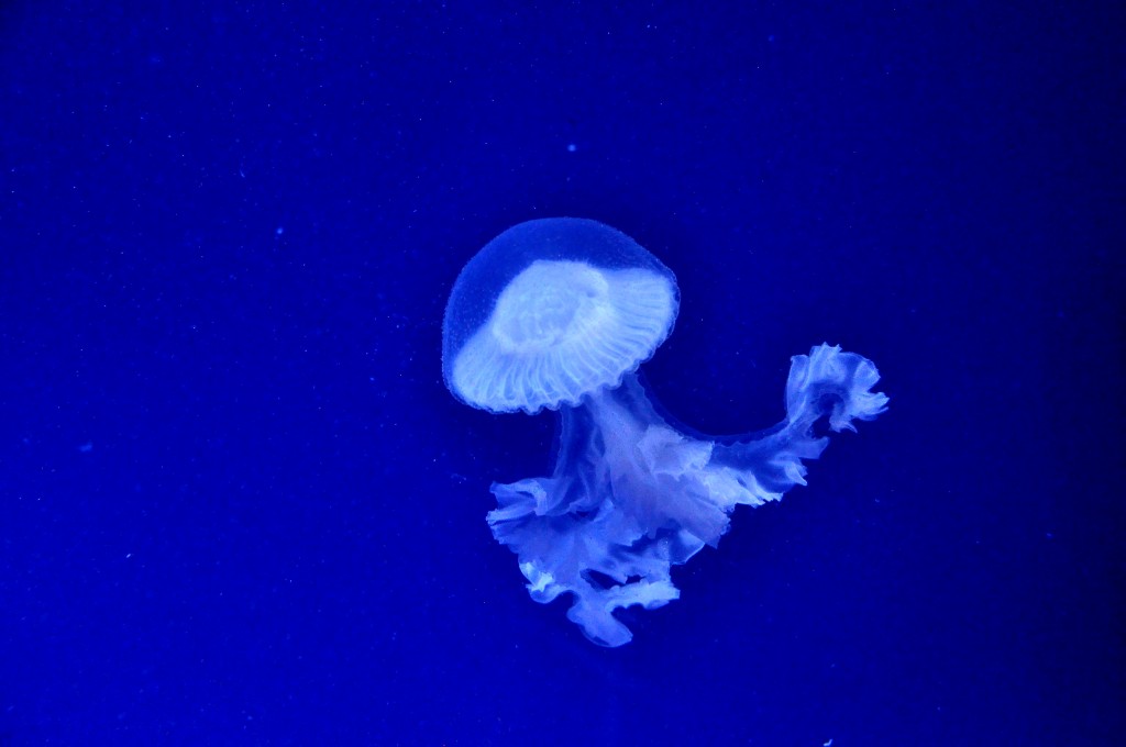 Foto de Valencia (València), España