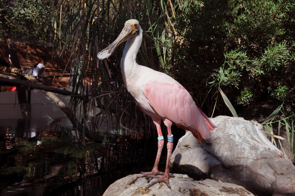 Foto: Espatula - Valencia (València), España