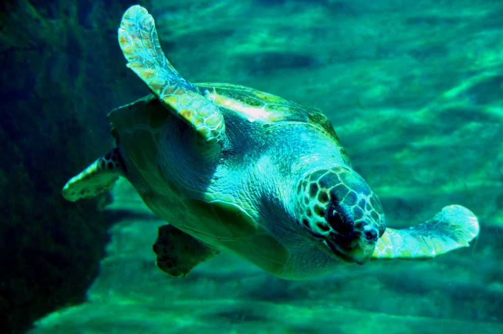 Foto de Valencia (València), España