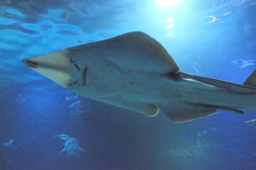 Foto de Valencia (València), España