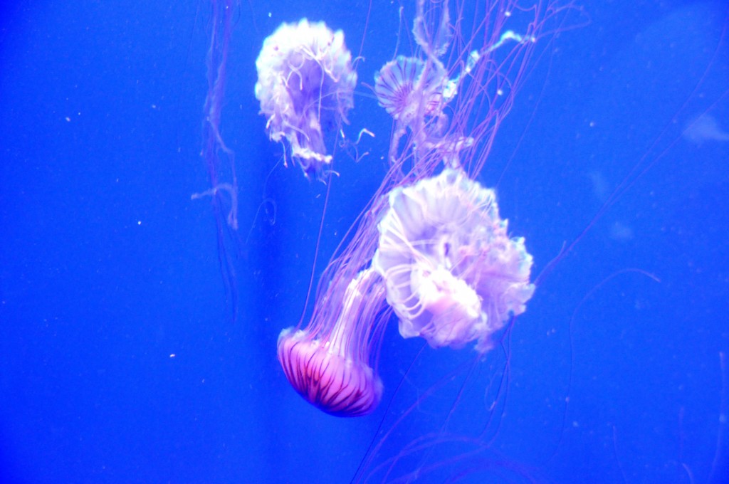 Foto de Valencia (València), España