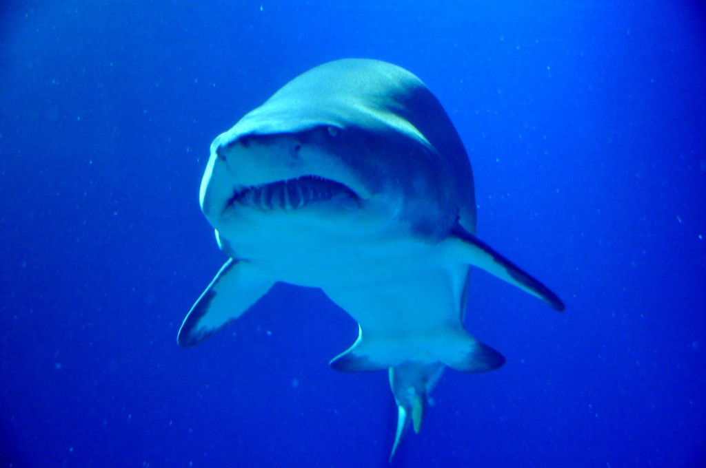 Foto de Valencia (València), España