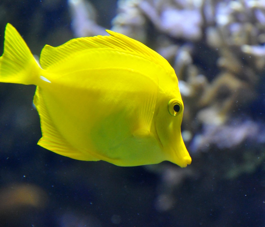 Foto de Valencia (València), España