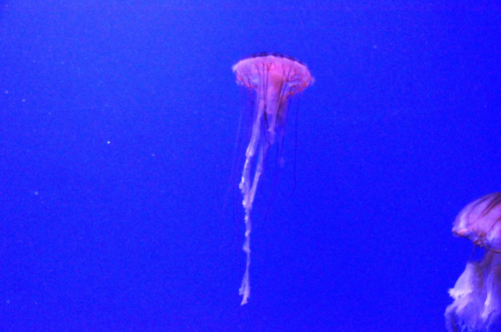 Foto de Valencia (València), España