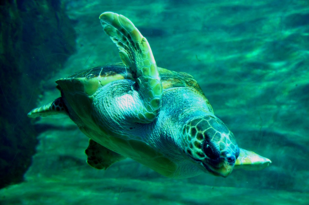 Foto de Valencia (València), España