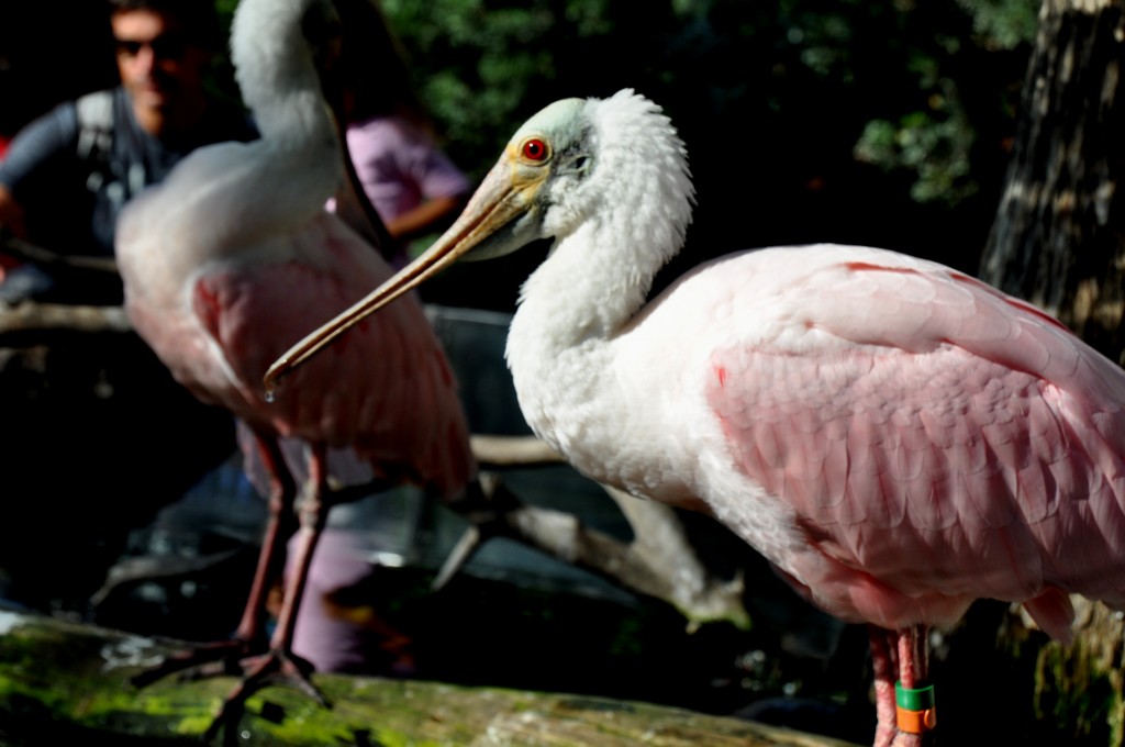 Foto: Aviario - Valencia (València), España