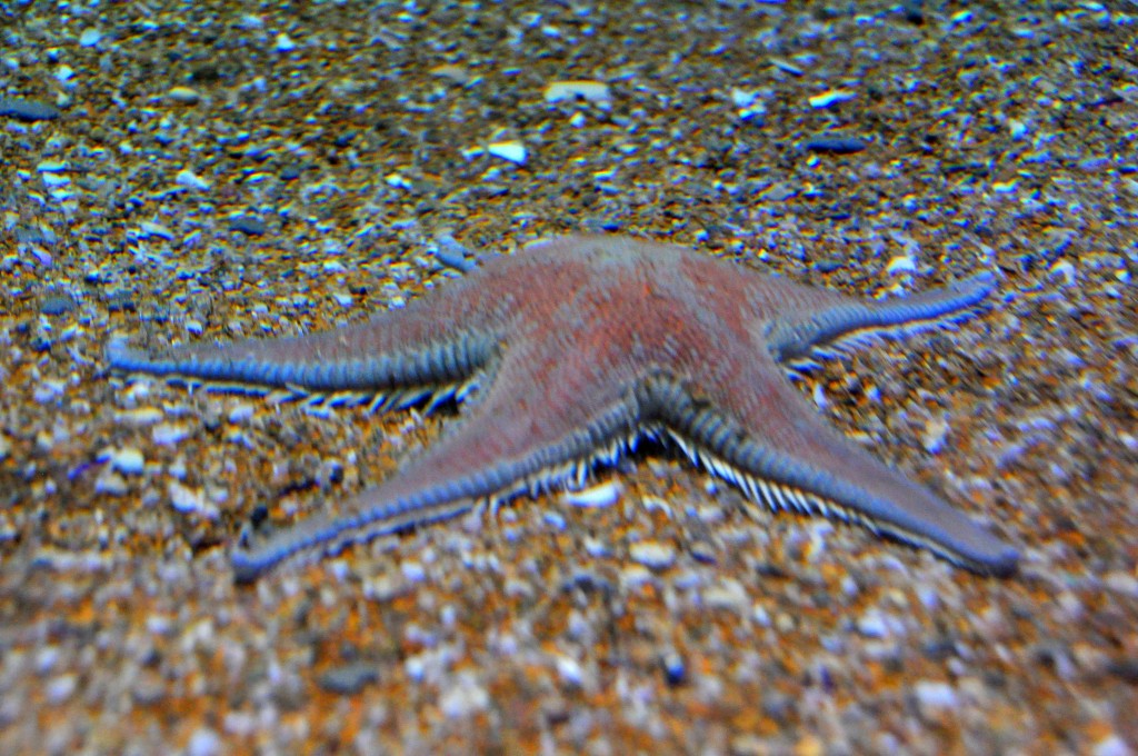 Foto de Valencia (València), España