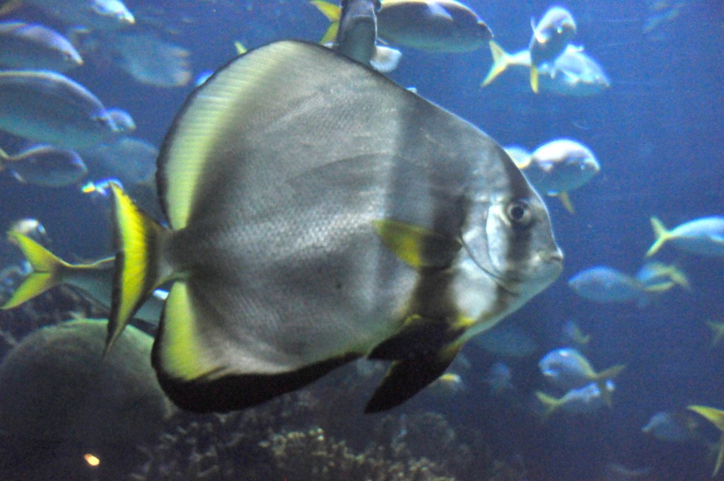 Foto de Valencia (València), España