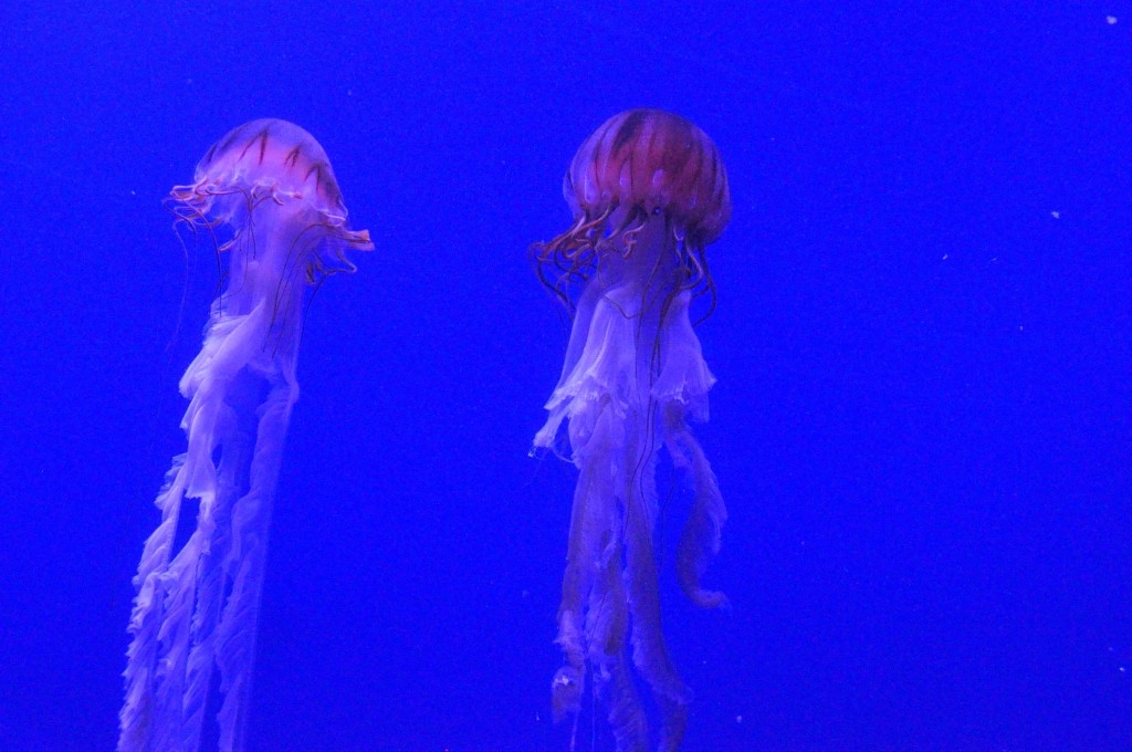 Foto de Valencia (València), España