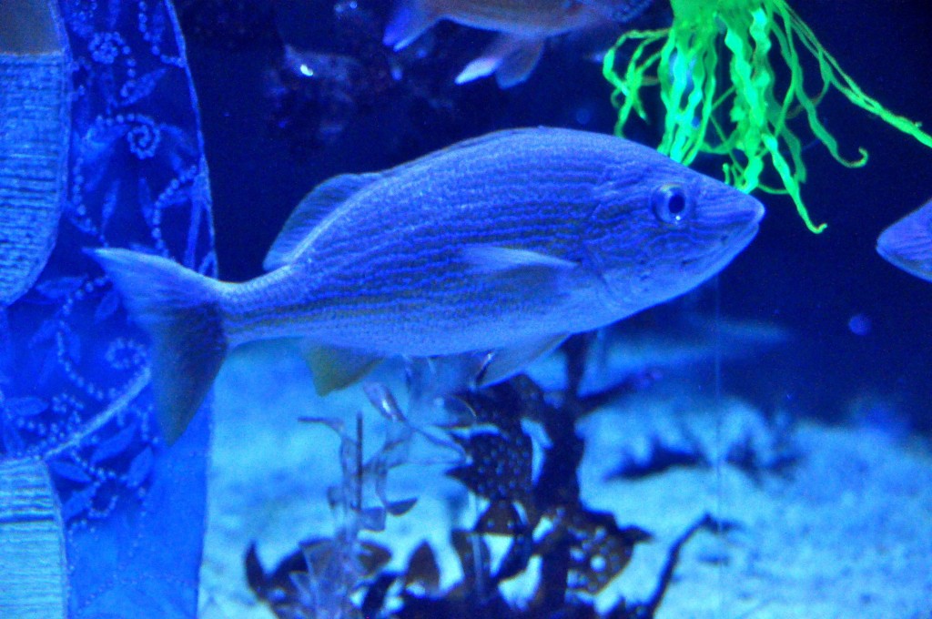 Foto de Valencia (València), España