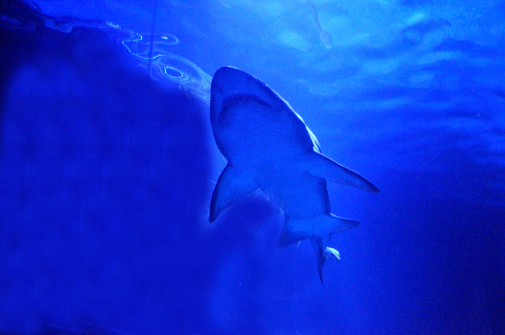 Foto de Valencia (València), España