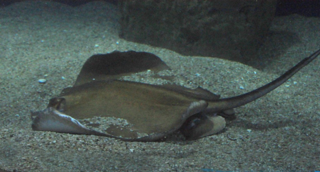 Foto de Valencia (València), España