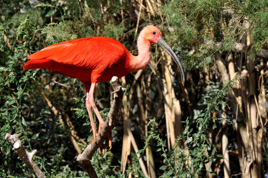 Foto: Aviario - Valencia (València), España