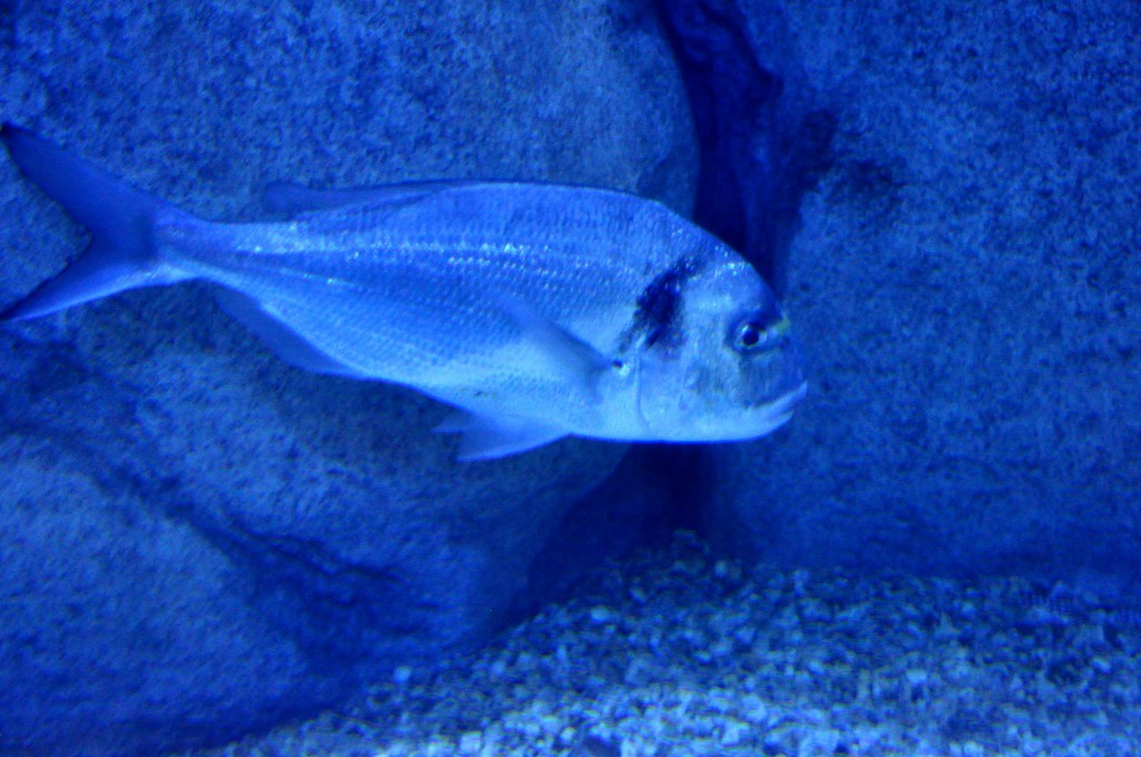 Foto de Valencia (València), España