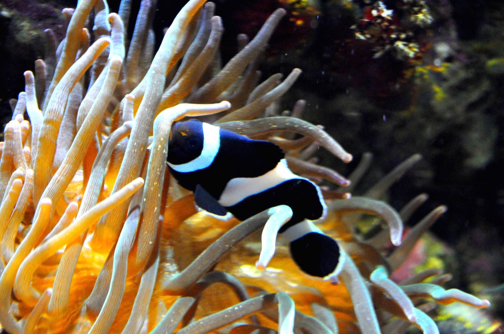 Foto de Valencia (València), España