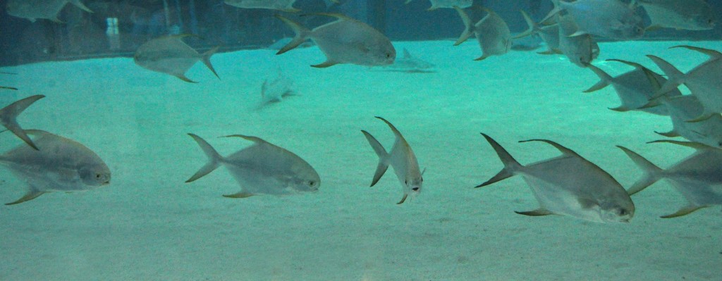 Foto de Valencia (València), España