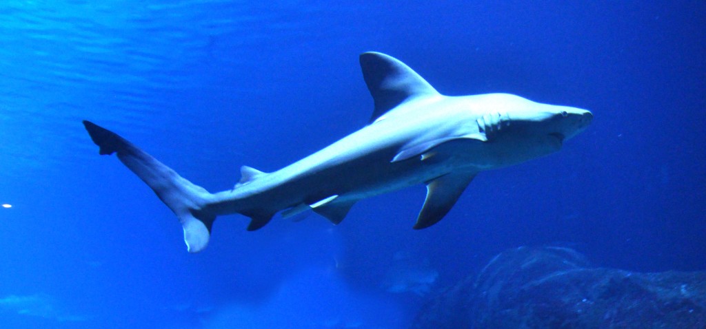 Foto de Valencia (València), España