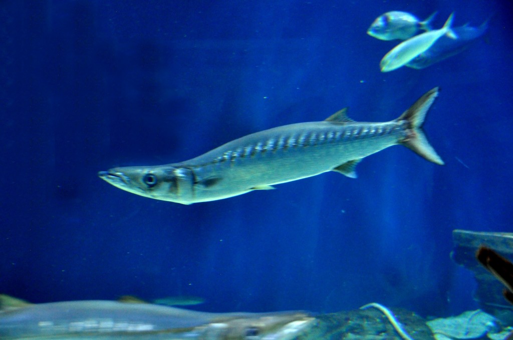 Foto de Valencia (València), España