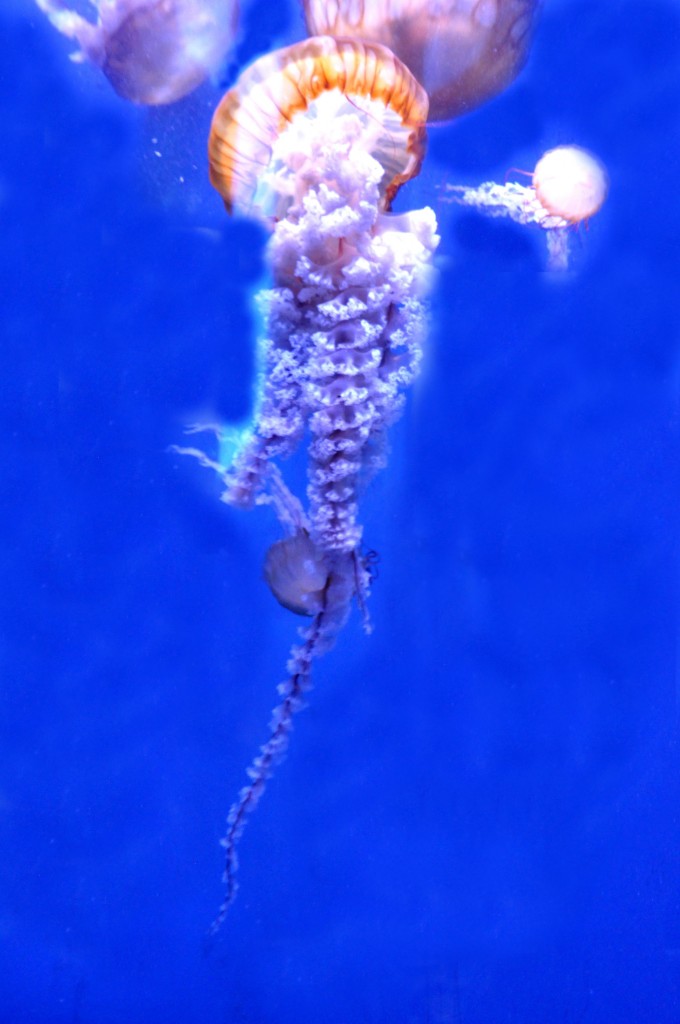 Foto de Valencia (València), España