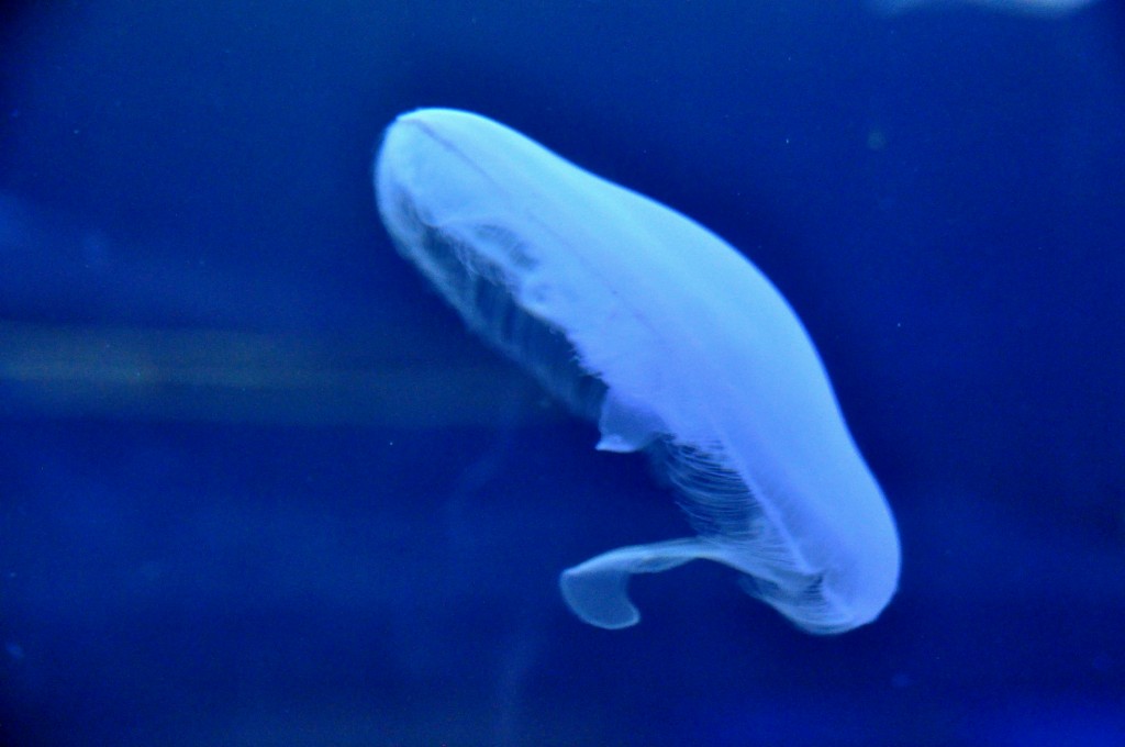 Foto de Valencia (València), España