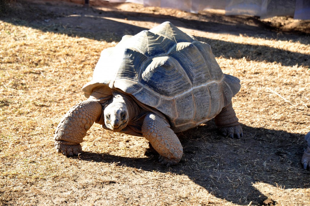 Foto: Tortuga - Valencia (València), España