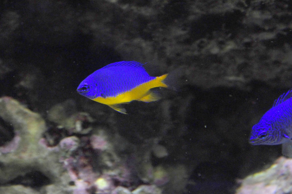 Foto de Valencia (València), España