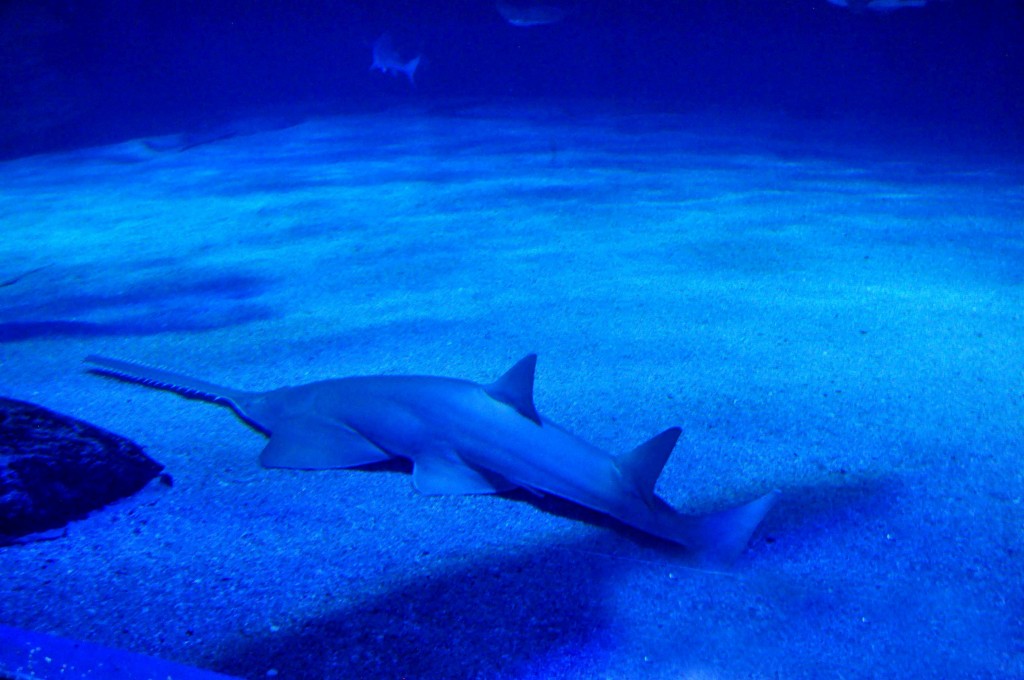 Foto de Valencia (València), España