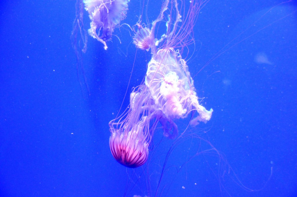 Foto de Valencia (València), España