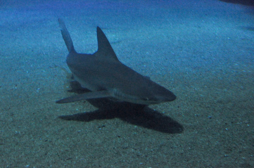 Foto de Valencia (València), España