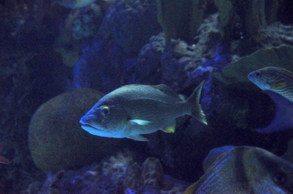 Foto de Valencia (València), España