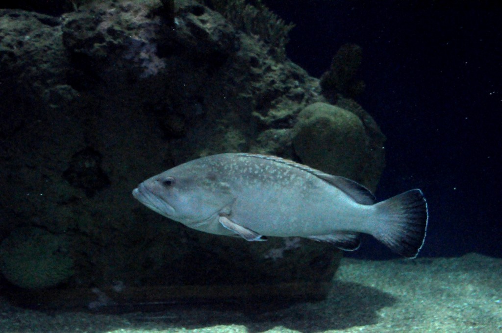 Foto de Valencia (València), España