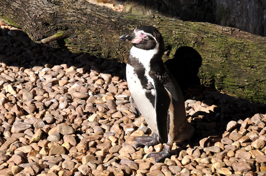 Foto: Pinguino - Valencia (València), España