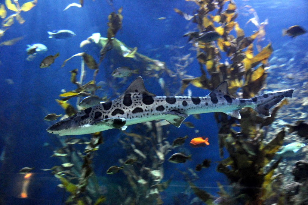 Foto de Valencia (València), España