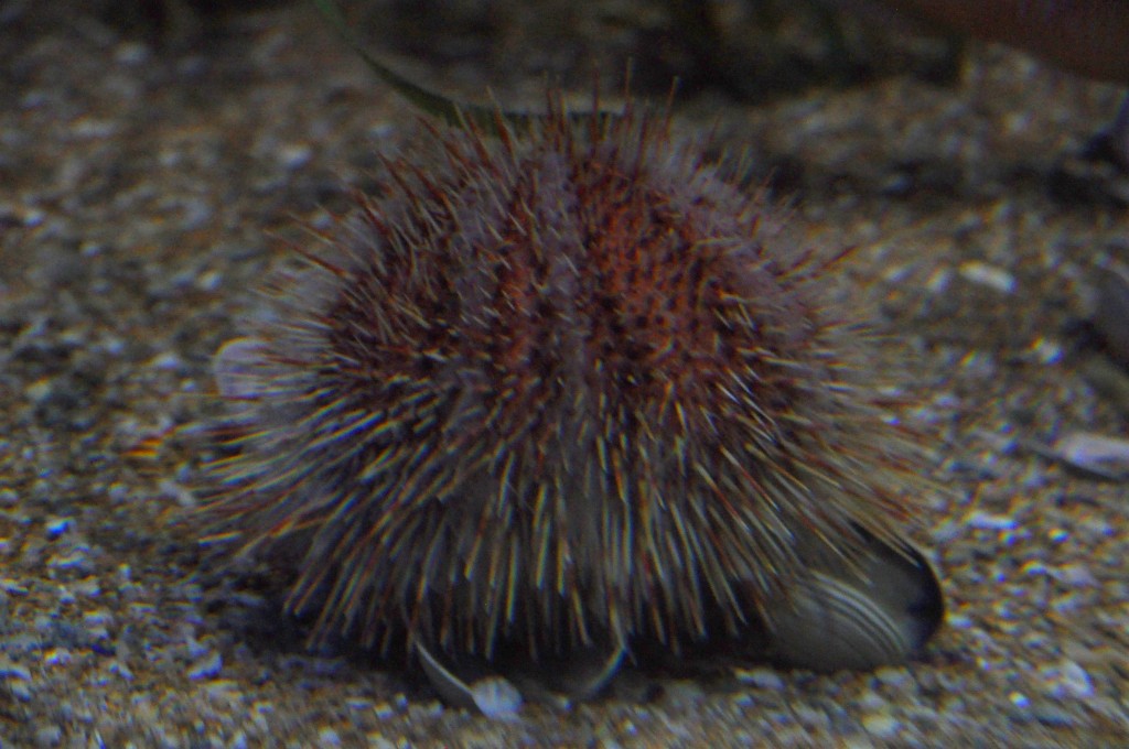 Foto de Valencia (València), España